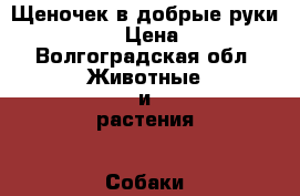 Щеночек в добрые руки)))))) › Цена ­ 1 - Волгоградская обл. Животные и растения » Собаки   . Волгоградская обл.